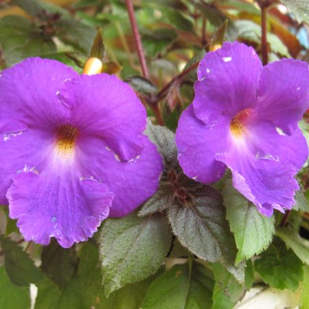 Achimenes